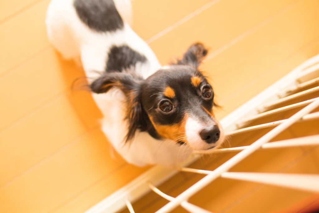 犬専用柵